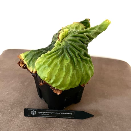 ビカクシダマダガスカリエンセ | STORES