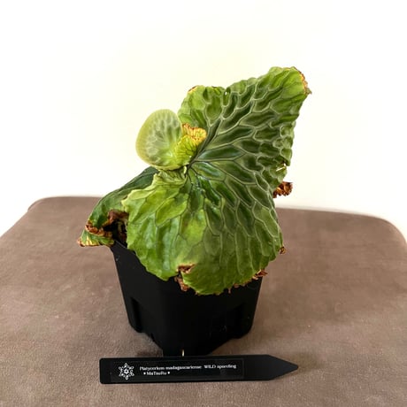 ビカクシダマダガスカリエンセ | STORES