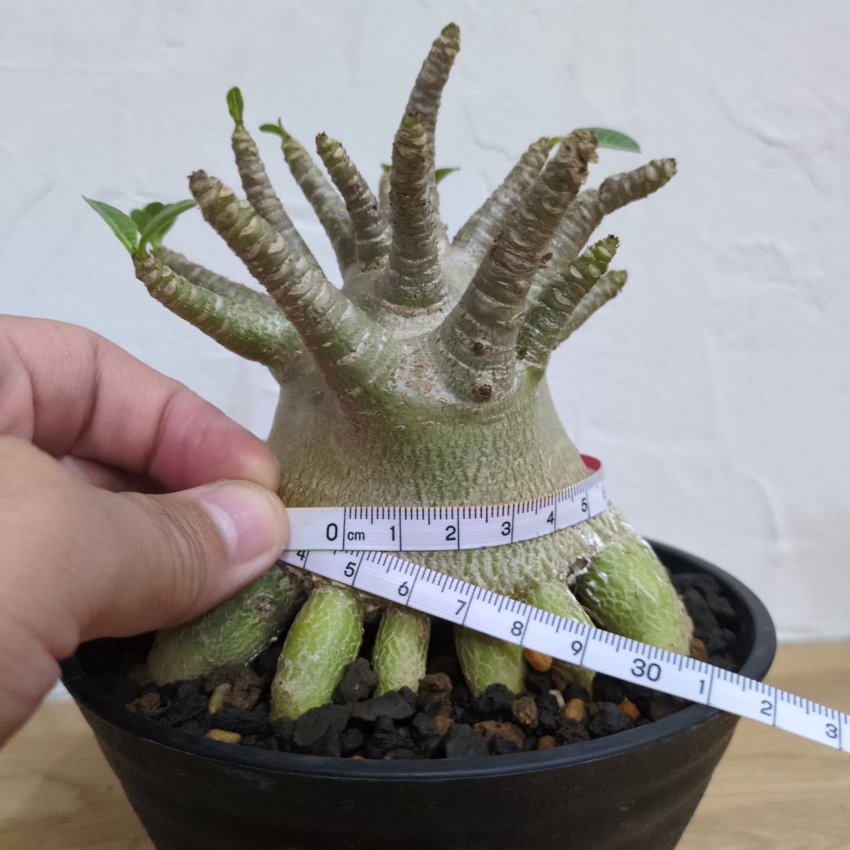 g57 アデニウム ドワーフ タコ足 根上り 大型 塊根植物 コーデックス