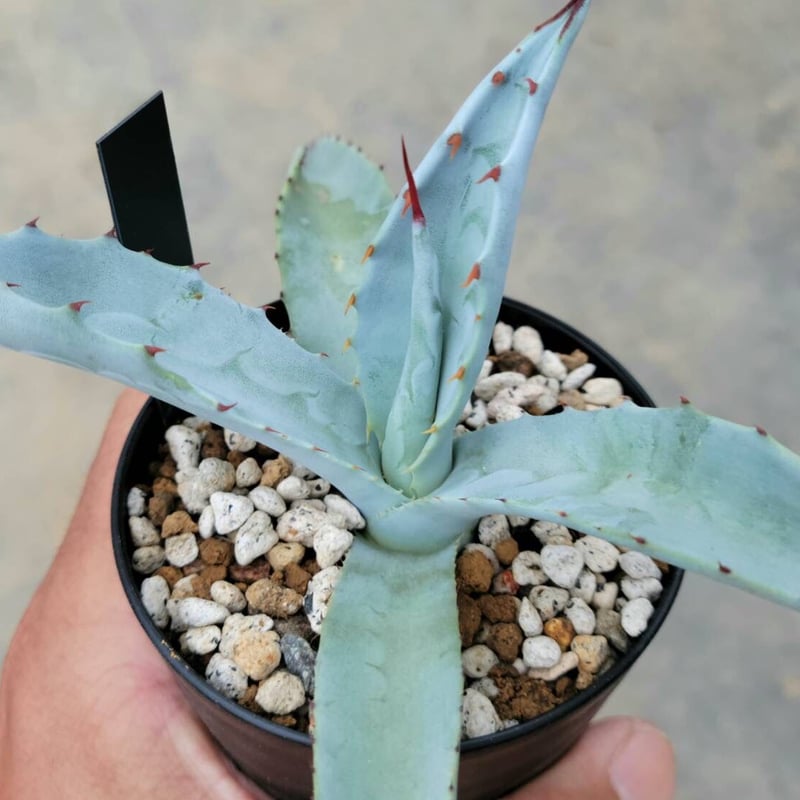 アガベ フランゾシニー | カトーエンゲー