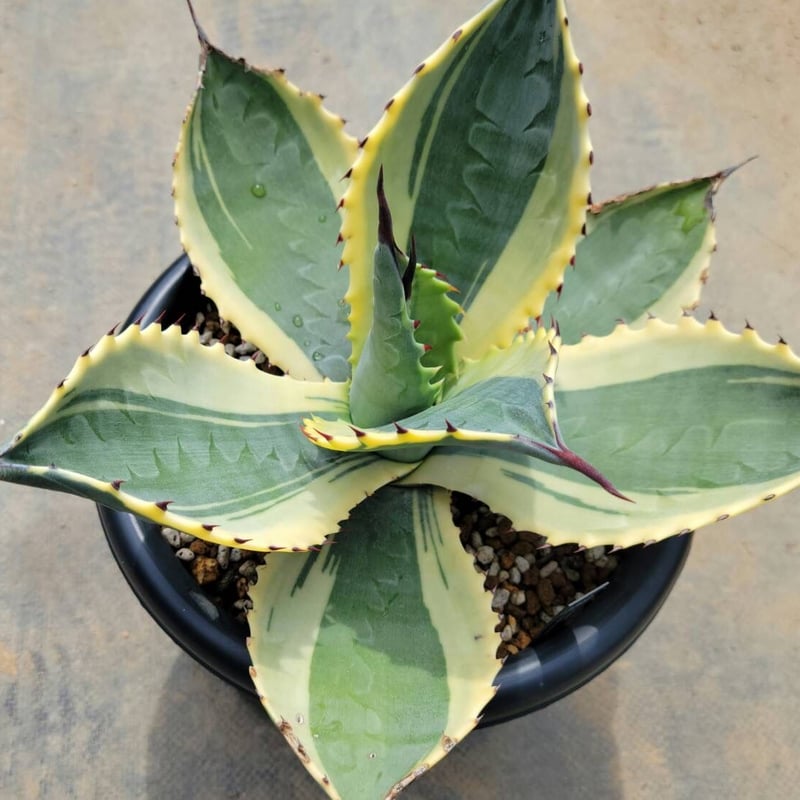 アガベ リップルエフェクト | カトーエンゲー