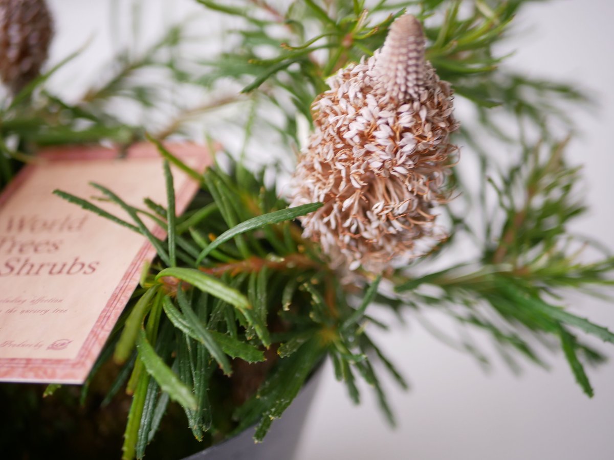 バンクシア バースデーキャンドル | インテリアグリーンとギフト