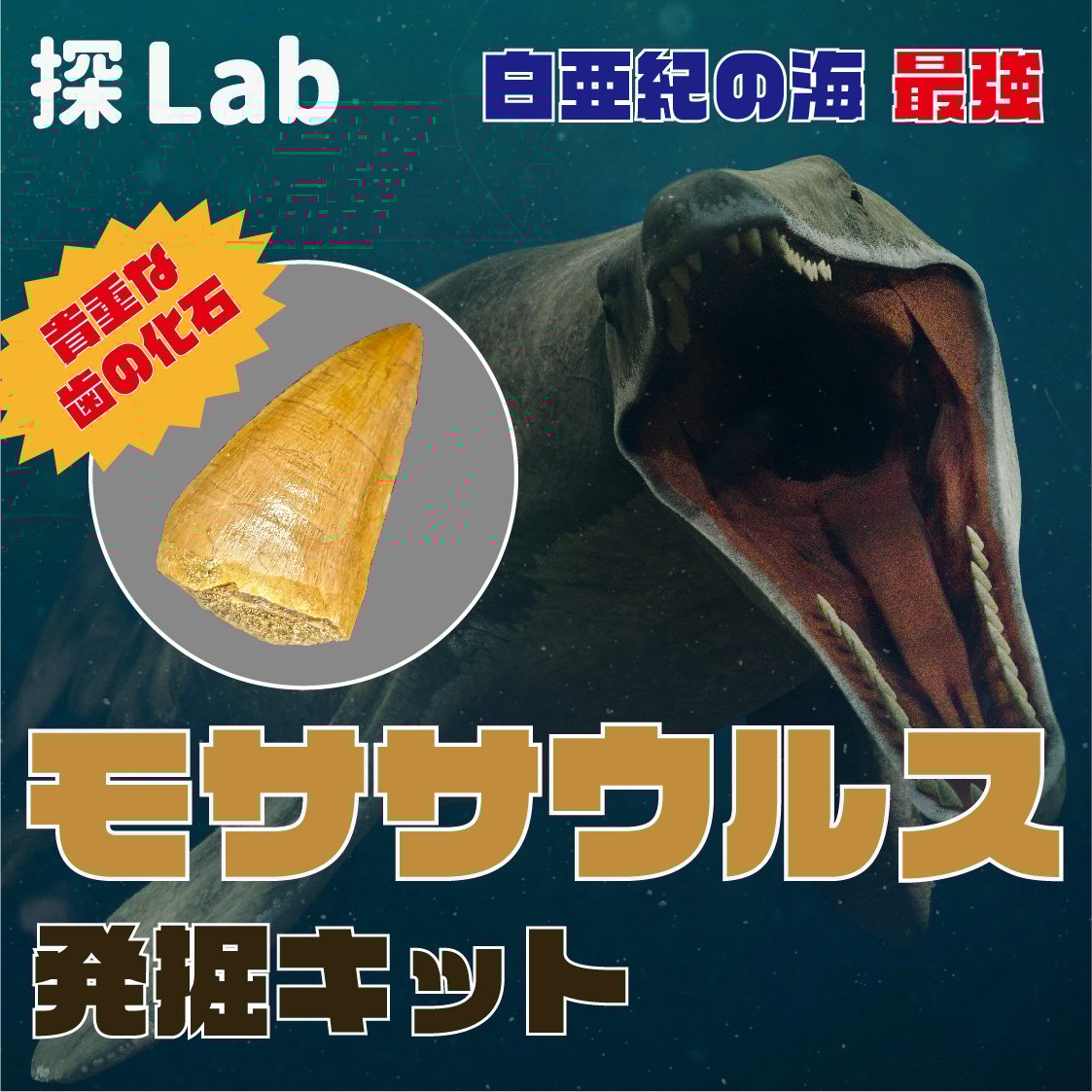 白亜紀の海最強】モササウルス発掘キット | 名取天文台SHOP