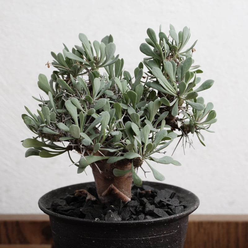 オトンナ・ユーフォルビオイデス 実生特選 X 陶器鉢 | Agave & Caudex