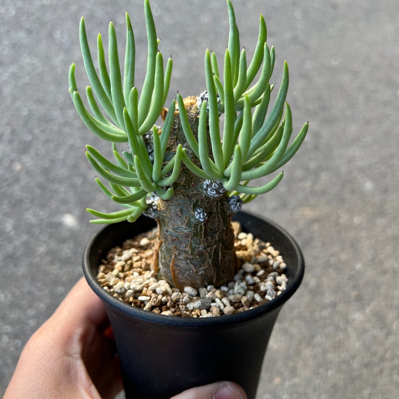 チレコドン ペアルソニー1 | STELLA.PLANTS