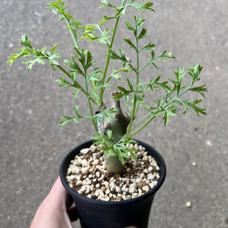 ペラルゴニウムクリズミフォリウム | STORES