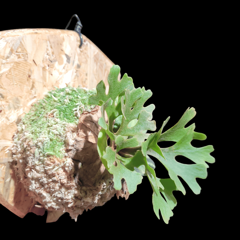 ridleyi dwarf 'Silver' | ガレージプラス Wood&Works