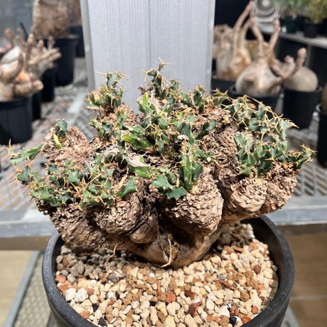 ユーフォルビアクラビゲラ | STORES