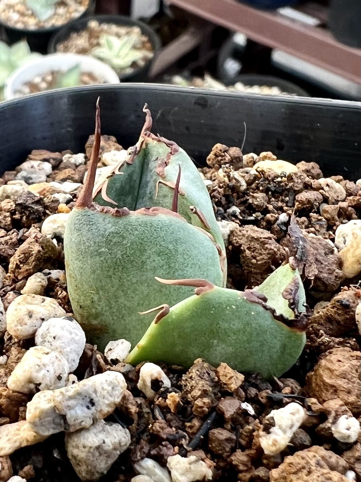 アガベ agave 『Juggernaut ジャガーノート』純血 | Lucky Summ