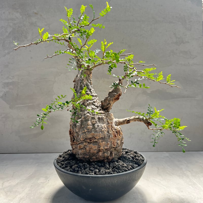 オペルクリカリア・パキプス(231002) | GOOD DAYS