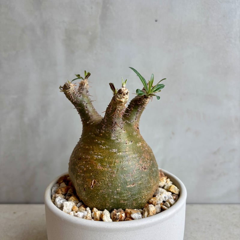 パキポディウム・グラキリス【GOODDAYS鉢 white】(24dec24.v01-6) |