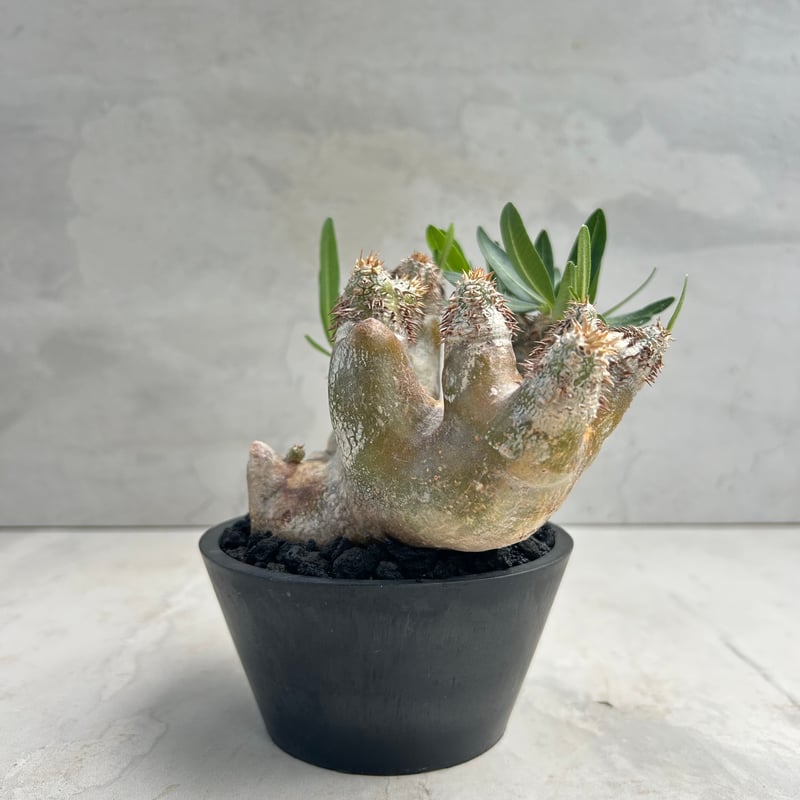 パキポディウム・ブレビカリックス (25jul15v46/2-3) | GOOD DAYS