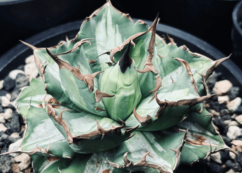 アガベ・チタノタ 姫厳竜白中斑（芽）-002｜agave titanota dwarf me