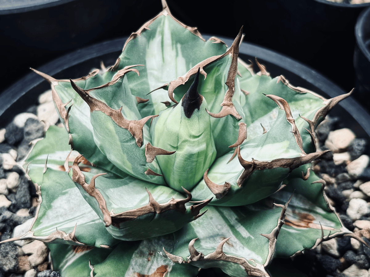 アガベ・チタノタ 姫厳竜白中斑（芽）-002｜agave titanota dwarf me