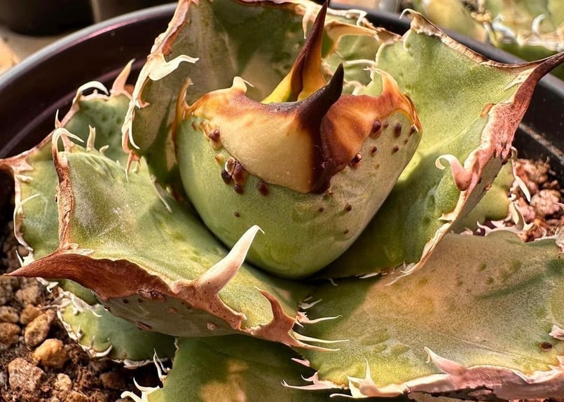 蚩尤 疣猪 確認用 アガベ チタノタ 【公式通販】