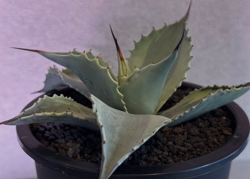 アガベ オバティフォリア MOBY AGAVE オルカ キラー モビー US株