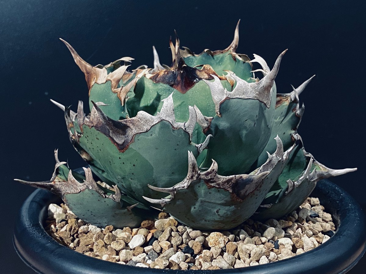 アガベ・チタノタ 阿修羅(小株)-017｜Agave titanota ashura | Pl