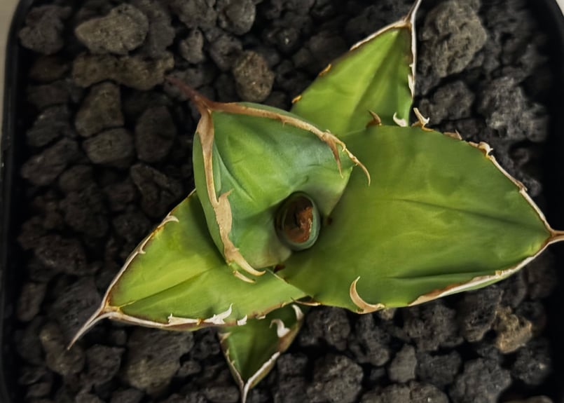 アガベ・チタノタ 白犀牛（芽）-004｜Titanota white rhino | Plus