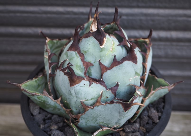 アガベ・チタノタ ブラックアンドブルー/BB(ボールタイプ)中-005