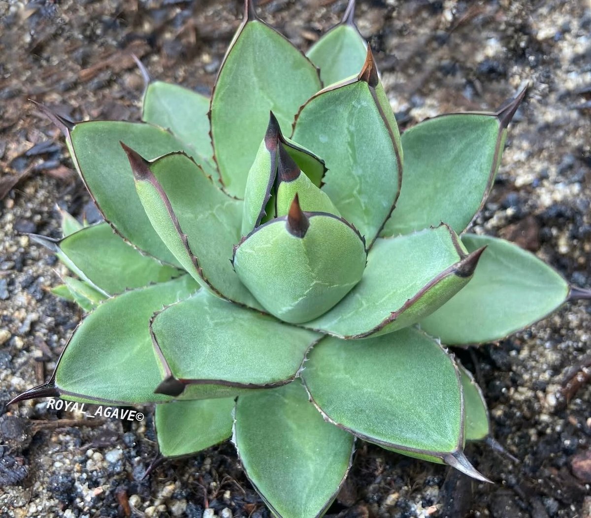 アガベ・笹の雪×イシスメンシス ハイブリッド（芽）-006｜ agave