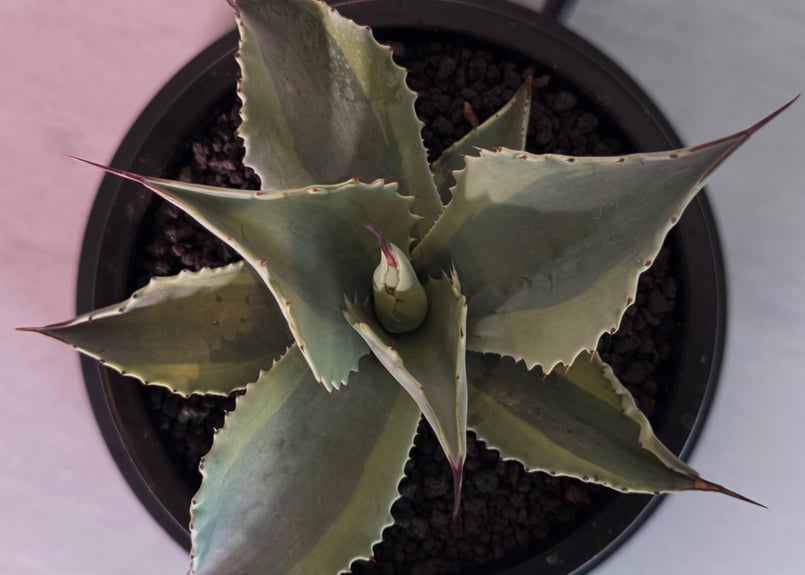 アガベ・オバティフォリア（オルカ）｜（芽）-001｜ agave ovatifolia