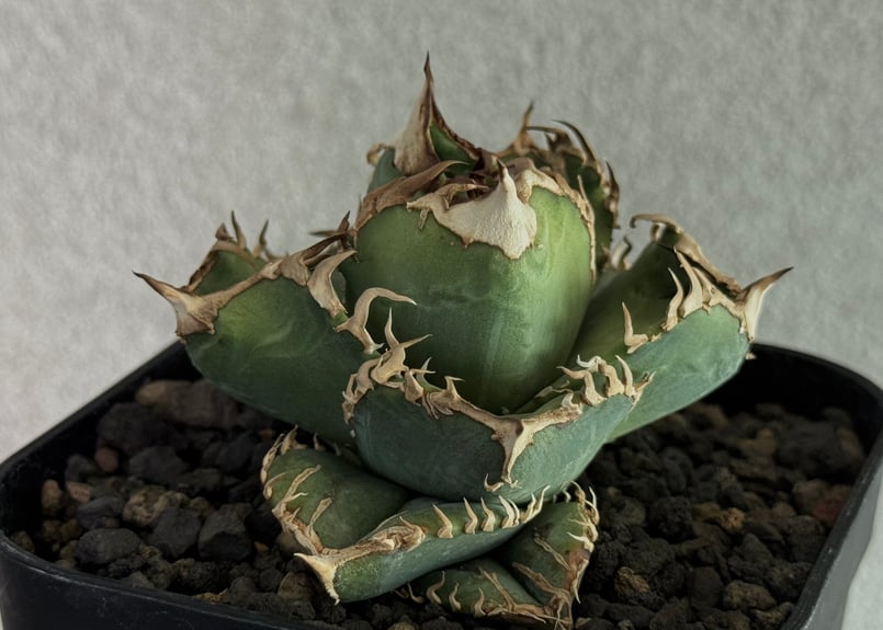 アガベ・チタノタ 皇冠(台湾Lize産)-006｜agave titanota Crown |