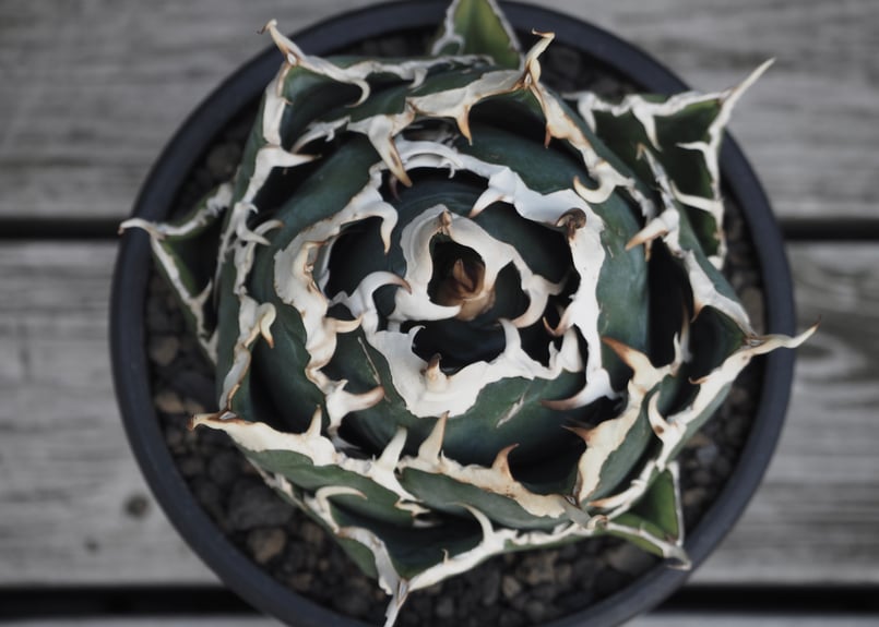 アガベ・チタノタ白鯨（ボールタイプ）中-059｜agave titanota white wh