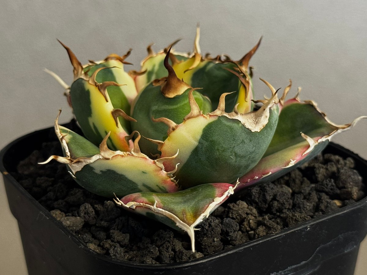 アガベ・チタノタ白鯨（覆輪）芽-010｜agave titanota white wha1le