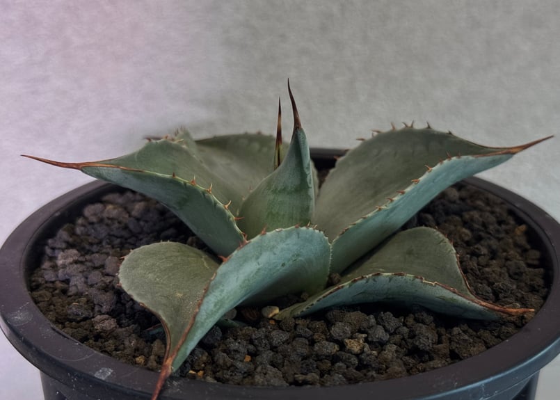 アガベ・オバティフォリア（丸葉タイプ）｜（芽）-001｜ agave
