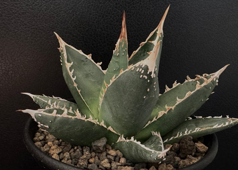 アガベ帝釈天（中株）-002｜agave purpusorum（ghiesbreghtii）