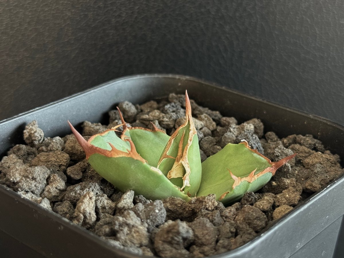 アガベ・チタノタ 白犀牛（芽）-002｜Titanota white rhino | Plus