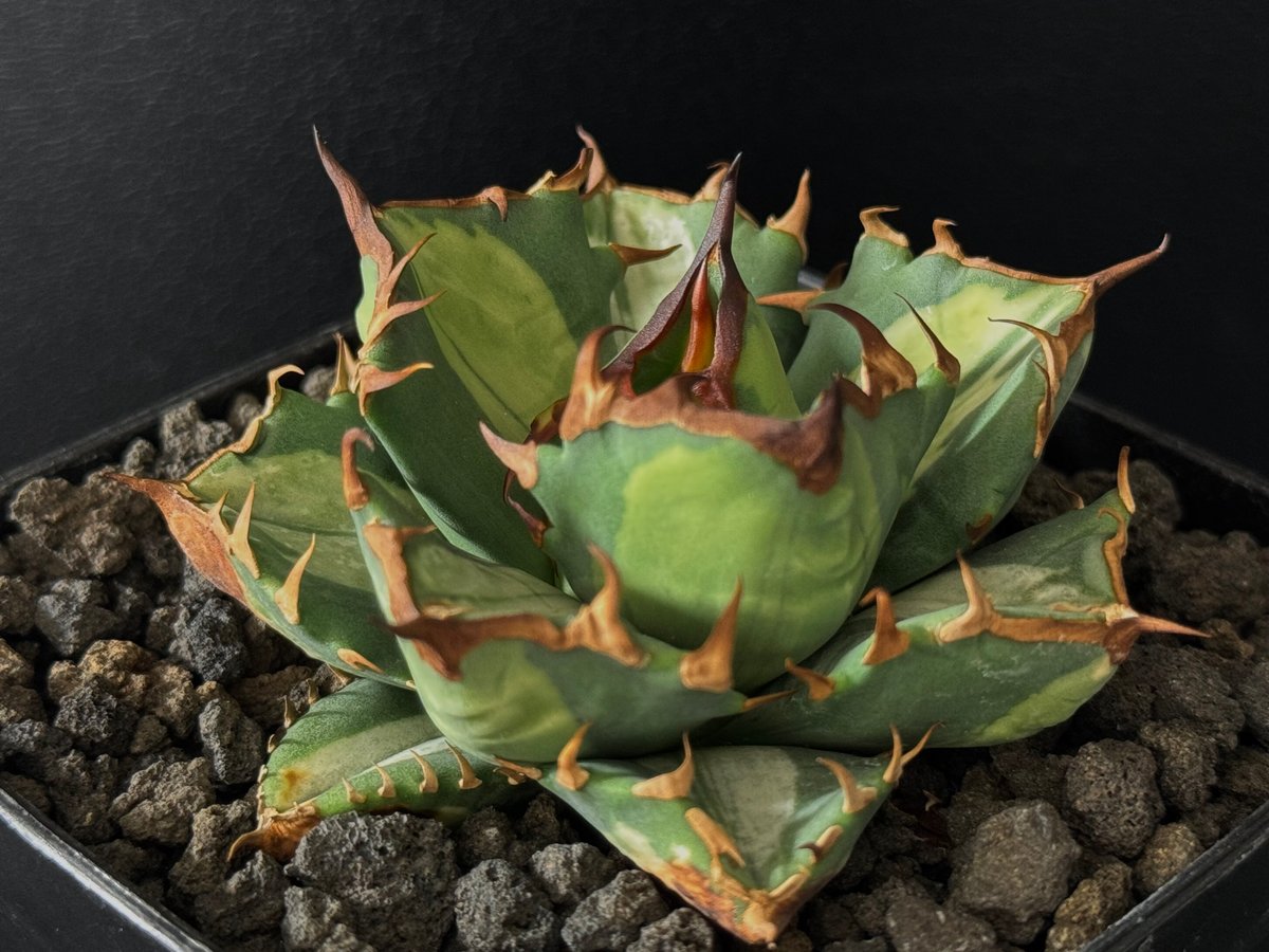 アガベ・チタノタ 姫厳竜白中斑（小株）-001｜agave titanota dwarf m
