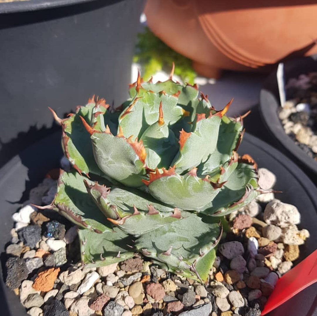 アガベ・姫蠍蟹 (小株)-001｜Agave gypsophila x isthmensis
