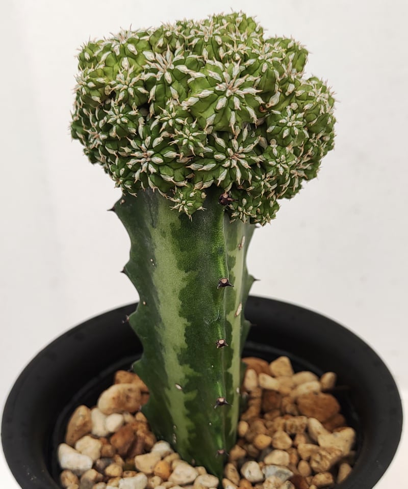 セプルタ ユーフォルビア | toA Succulent