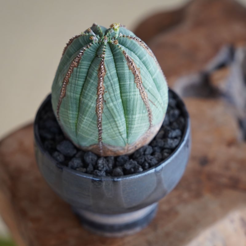 ユーフォルビア オベサ 木質化 φ7.5cm〈オス〉 × naka. 作「BLACK × BL