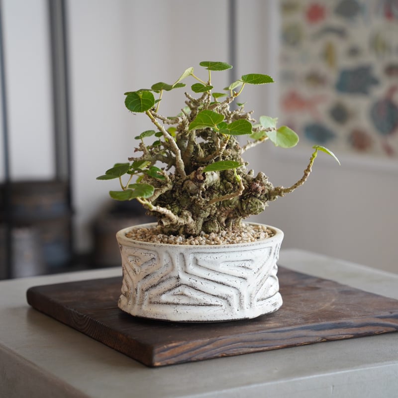 23］イボオオハマボウ Talipariti tiliaceum × 根本峻吾 作 S.N