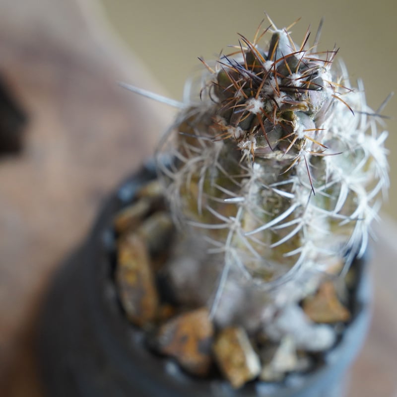 コピアポア ブリトゲシー 舞竜丸 × 根本峻吾 作 S.N POT type.cylinder