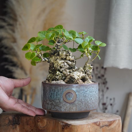 オオハマボウ | STORES