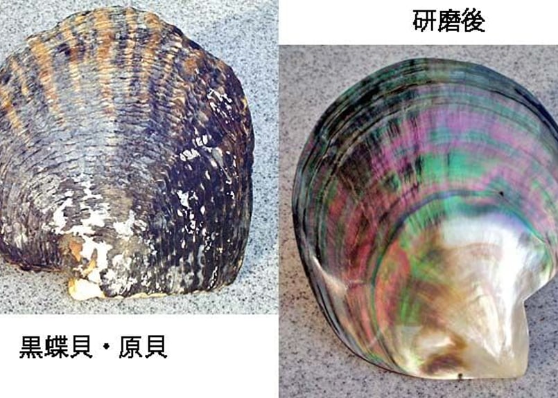 黒蝶貝ブローチ BN-5 | 貝工房 かざはな