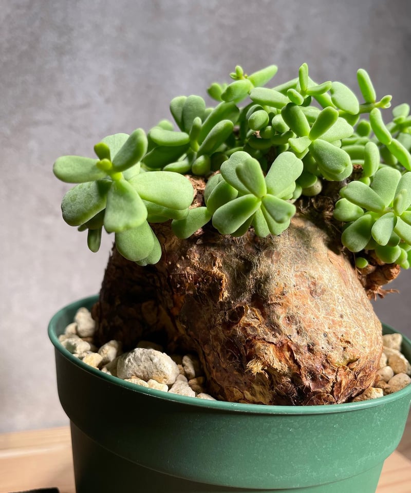 ケラリア ピグマエア／Ceraria pygmaea 発根済 (商品番号pm-3) | RIS