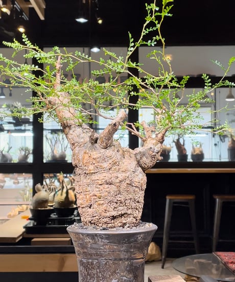 CATEGORY Operculicarya pachypus(オペルクリカリア パキプス)