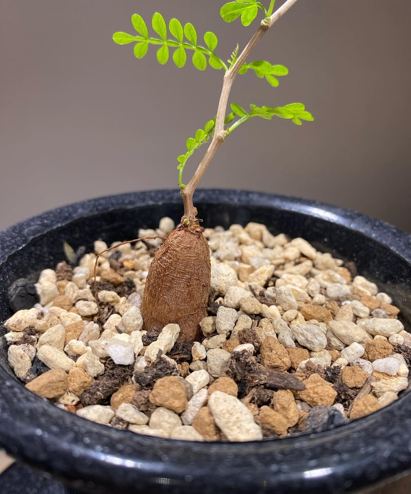 オペルクリカリア パキプス 根差し (商品番号PP-74) | RISE-CAUDEX ONL