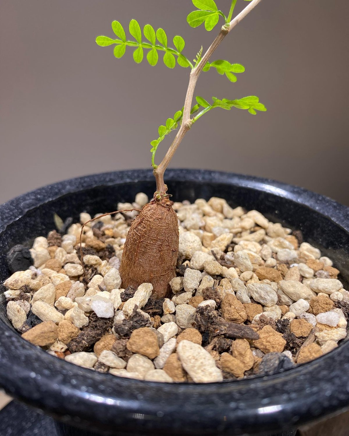 オペルクリカリア パキプス 根差し (商品番号PP-74) | RISE-CAUDEX ONL