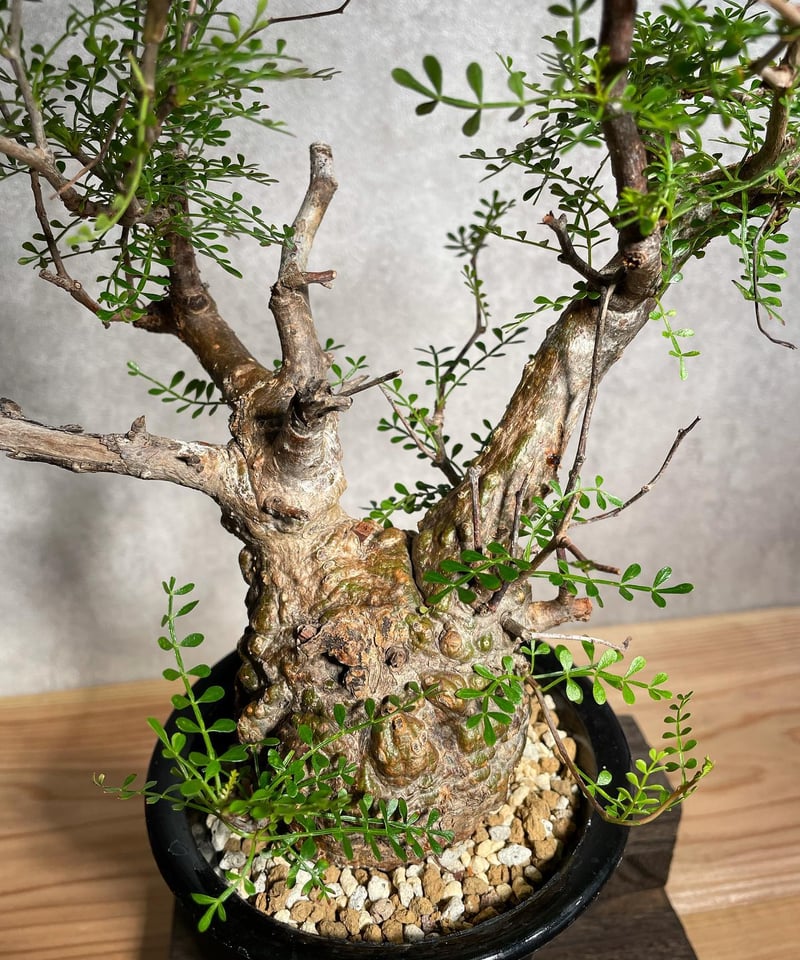 オペルクリカリア パキプス／Operculicarya pachypus 発根済 丸型 (塊