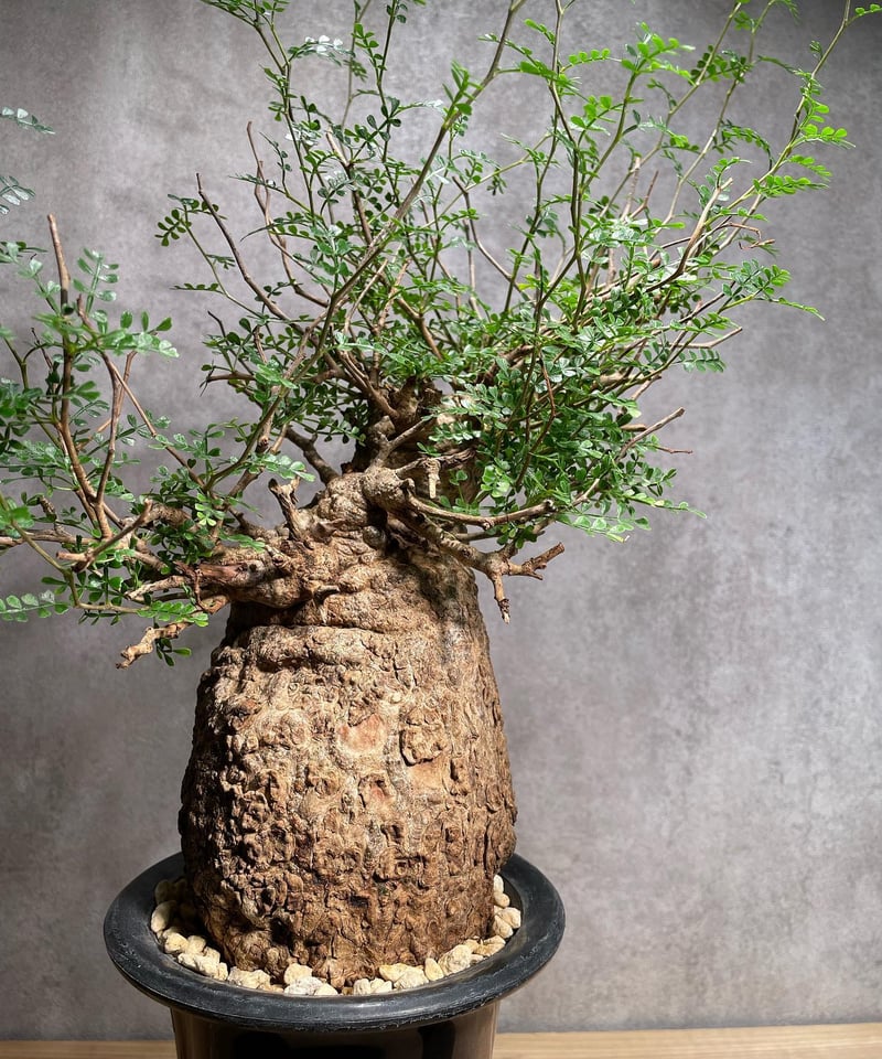 オペルクリカリア パキプス／Operculicarya pachypus 発根済 (商品番号P