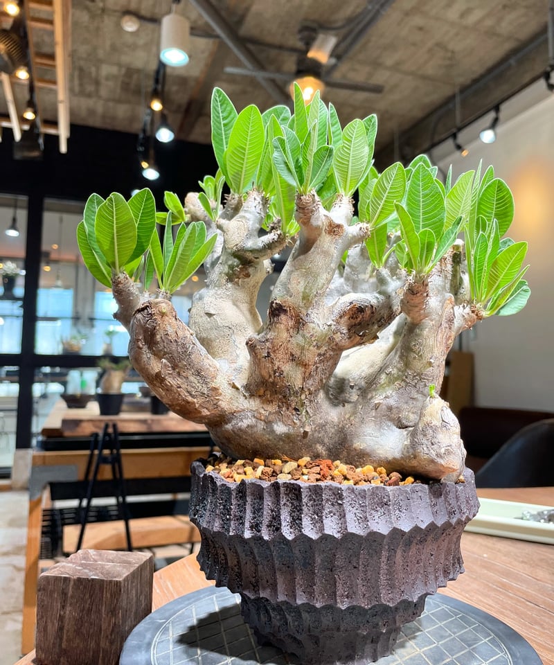 パキポディウム デンシフローラム 発根済 (ds-001km) 鉢：Kuniaki Mats