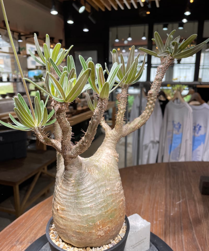 パキポディウム グラキリス Pachypodium gracilius 発根済 (gk-43