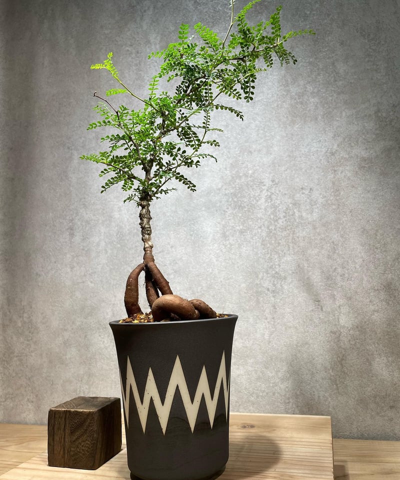 コレクション株】 大株 実生 オペルクリカリア パキプス 雄株 毎年開花