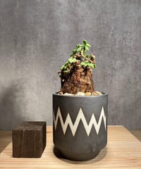 ケラリア ピグマエア／Ceraria pygmaea 発根済 (商品番号pm-3) | RIS