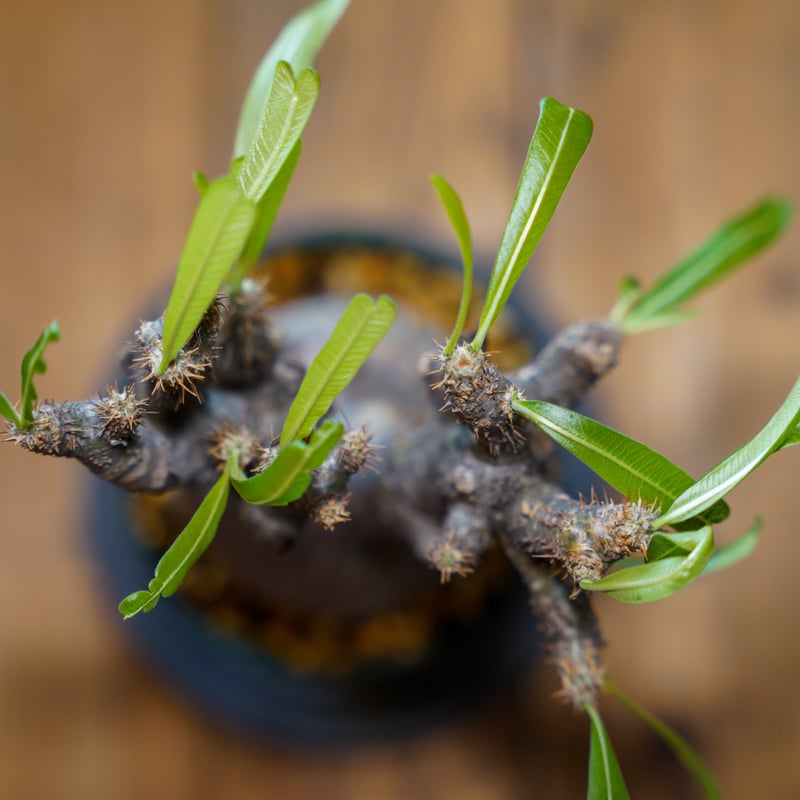 パキポディウム グラキリス-PG241 | Supervoid Caudex